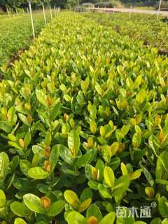 高度20厘米龙船花