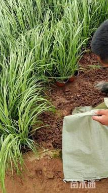 高度50厘米紫穗狼尾草