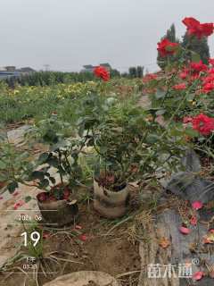 高度50厘米大花月季