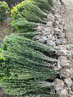 高度20厘米直立冬青