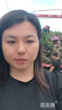 高度30厘米黄蝉