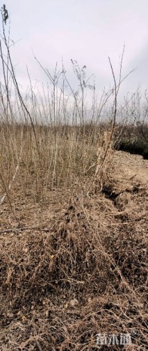 高度250厘米合欢小苗