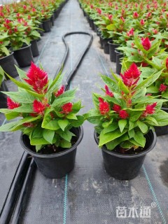 高度20厘米鸡冠花