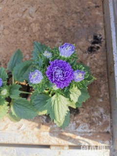 高度20厘米翠菊