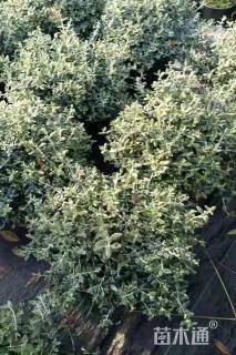 高度40厘米水果兰