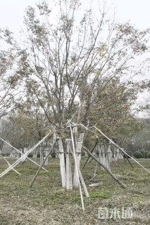 高度1000厘米丛生五角枫