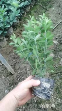 高度50厘米大叶黄杨