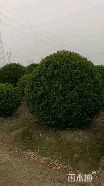 冠幅200厘米大叶黄杨球