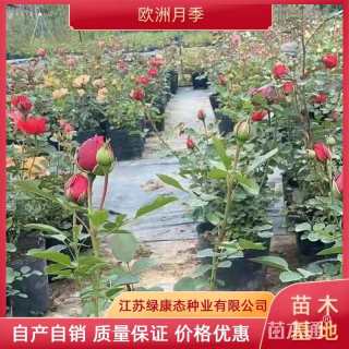 高度20厘米月季小苗