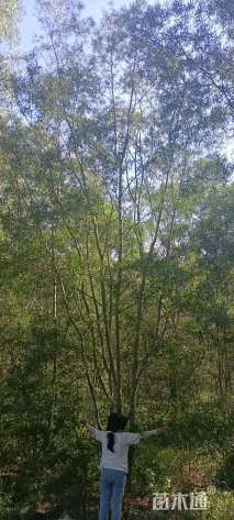 15公分台湾相思树