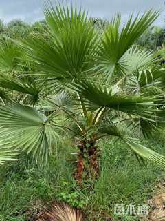 裸干高300厘米华棕