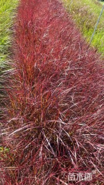 高度30厘米狼尾草