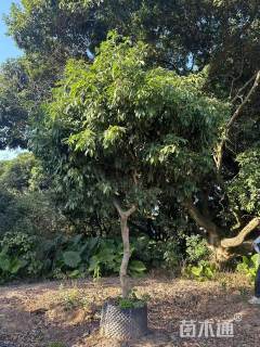 5公分荔枝树