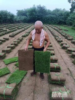 草块状马尼拉草