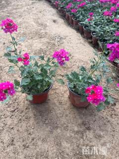 高度30厘米美女樱