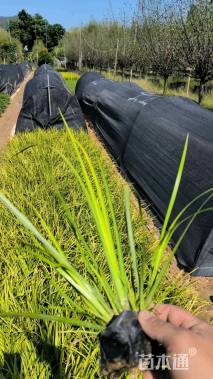 高度20厘米金叶菖蒲