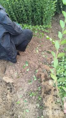 高度80厘米冬红卫矛