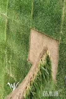 草卷状草皮