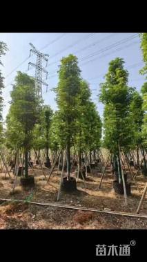 12公分金丝楠木