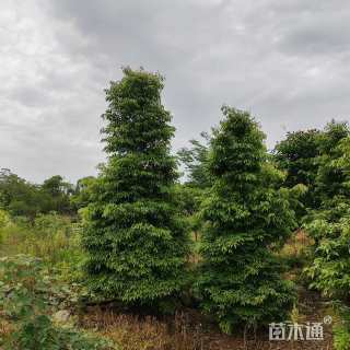 5.5公分金丝楠木