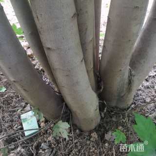 高度900厘米丛生美国红枫