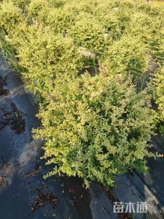 高度80厘米小丑火棘球