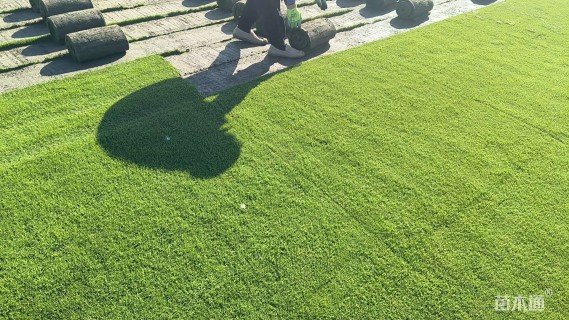 草卷状草皮