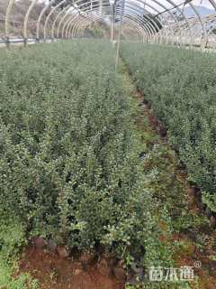 高度30厘米龟甲冬青