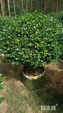 高度100厘米茶梅