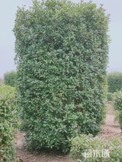 高度300厘米红叶石楠柱