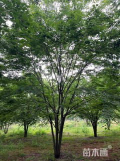 40公分(4杆)丛生榉树