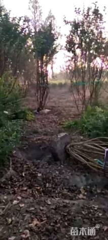 高度250厘米丛生花石榴