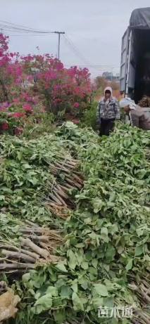 高度60厘米三角梅