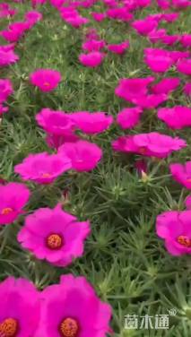 高度20厘米半枝莲