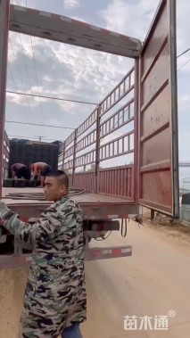 高度50厘米彩叶草