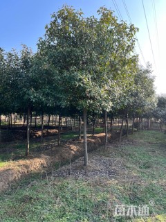 10公分高杆红叶石楠