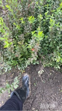 50厘米小叶扶芳藤