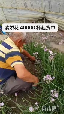 高度30厘米柳叶马鞭草