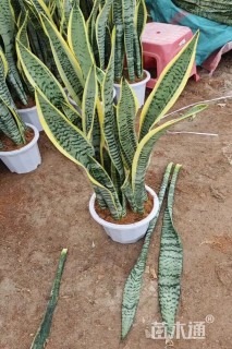 金边虎尾兰