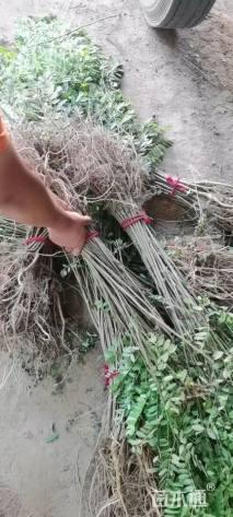 高度80厘米紫穗槐