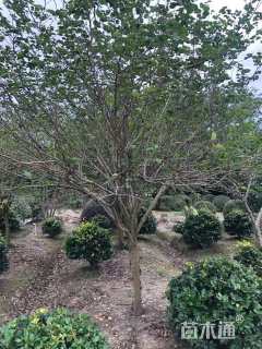 高度250厘米紫荆