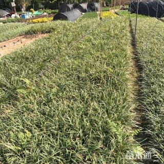 高度30厘米沿阶草