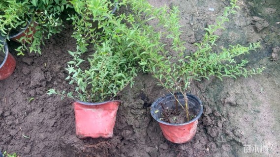 高度20厘米喷雪花