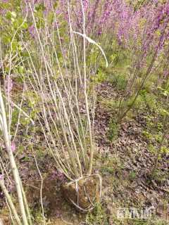 高度250厘米紫荆