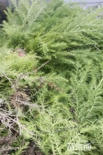 高度50厘米柳杉小苗