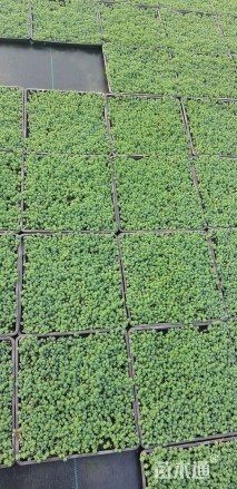 高度35厘米中华景天