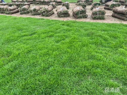 草块状马尼拉草