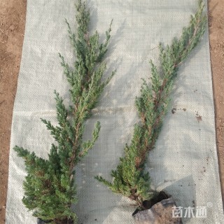 高度40厘米铺地柏