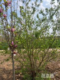 高度290厘米丛生金银木