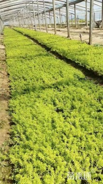 高度10厘米金叶佛甲草